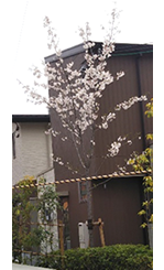桜の木に花が咲いている写真